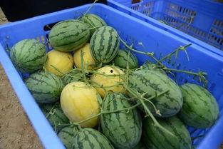 莱阳网红吃瓜群微信号